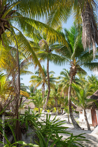 Green Palm Blue Sky White Sand