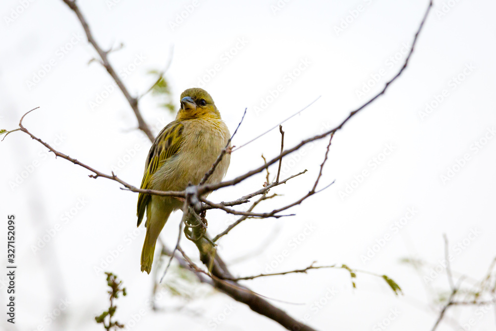Naklejka premium Webervogel