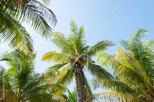 Green Palm Blue Sky White Sand © Robby Cyron