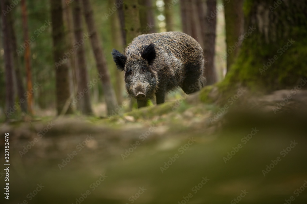 Sus scrofa. Free nature. Beautiful picture. Animal life. Wild nature of the Czech Republic. Animal in the forest. Deep forest. Sus scrofa. Free nature. Beautiful picture. Animal life. Wild nature of the Czech Republic. Animal in the forest. Deep forest.