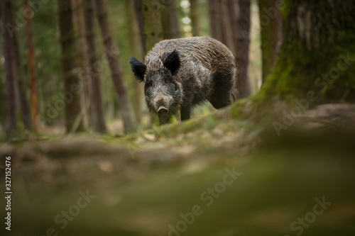 Photography Sus scrofa