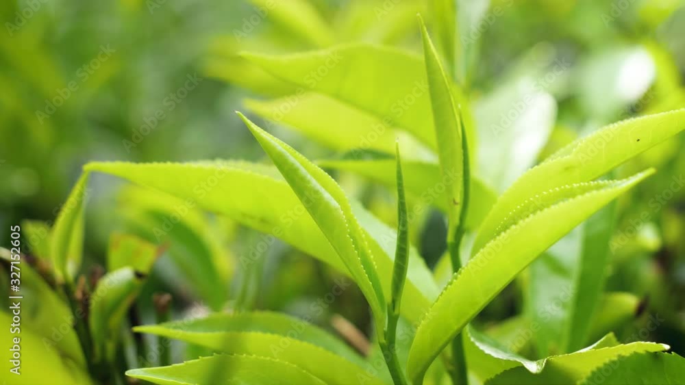 Closeup 4k video of top fresh green tea leaves growing on te bush at highland plantation Closeup 4k video of top fresh green tea leaves growing on te bush at highland plantation