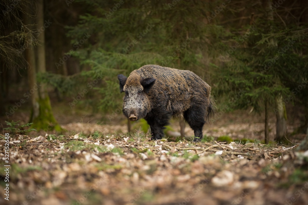 Sus scrofa. Free nature. Beautiful picture. Animal life. Wild nature of the Czech Republic. Animal in the forest. Deep forest. Sus scrofa. Free nature. Beautiful picture. Animal life. Wild nature of the Czech Republic. Animal in the forest. Deep forest.