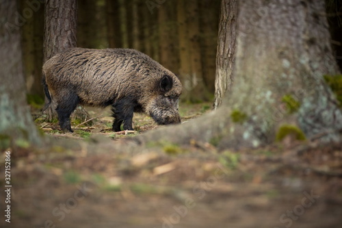 Sus scrofa. Free nature. Beautiful picture. Animal life. Wild nature of the Czech Republic. Animal in the forest. Deep forest.