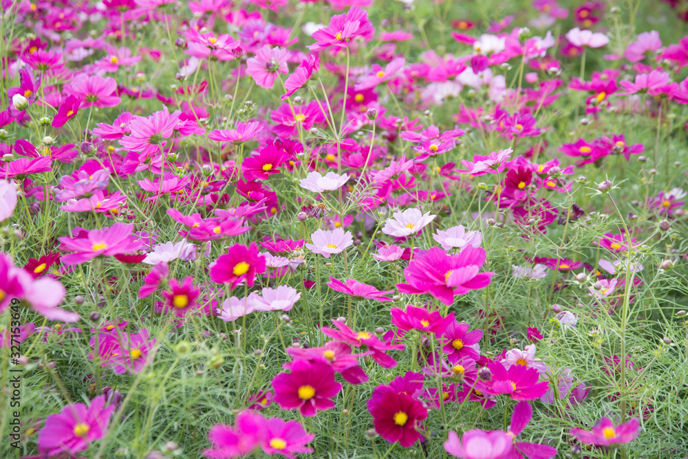 Gesanghua blooming under blue sky and white clouds Gesanghua blooming under blue sky and white clouds