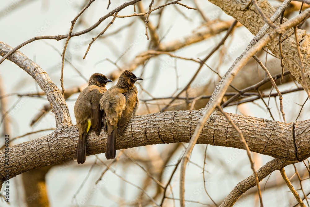 Obraz premium Black Caped Bülbül