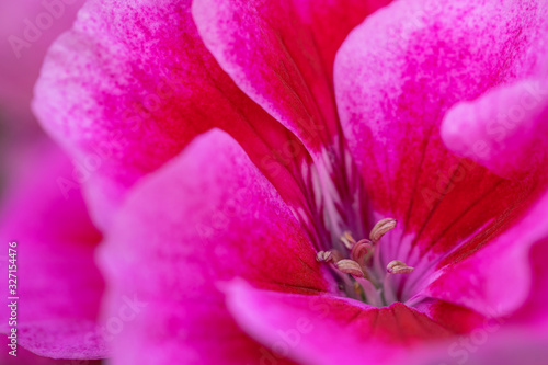 Fototapeta Naklejka Na Ścianę i Meble -  Pink Geranium flower close-up