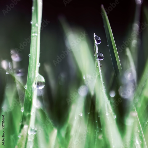 Water dew drops on blades of grass