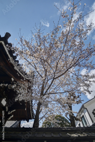 佛光寺の桜 © U.G. Miyasaka