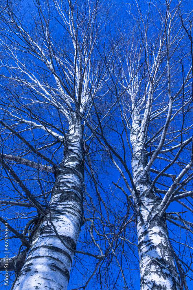 Obraz premium Two birch tree with crossing branches on the background of clear blue sky in the winter or spring day