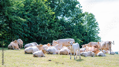 A herd of cows in a pasture basking in the summer sun on the edge of the forest