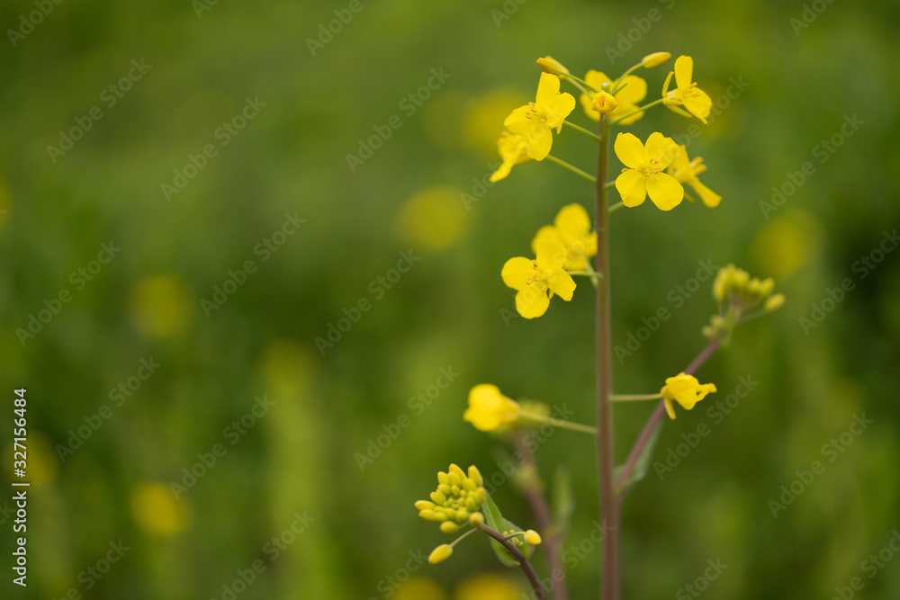 Obraz premium 写真素材: 菜の花 マクロ