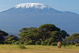 Elefant am Kilimanjaro