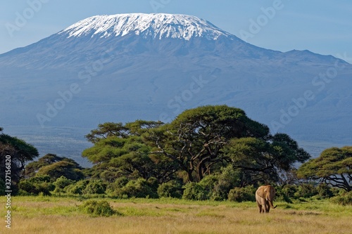 Elefant am Kilimanjaro photo