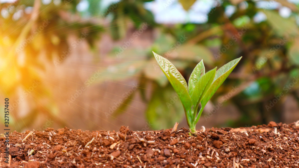 Corn seedlings with sunlight Thailand Corn seedlings with sunlight Thailand