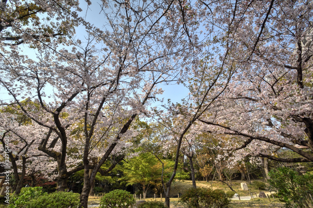 四天王寺の桜 四天王寺の桜
