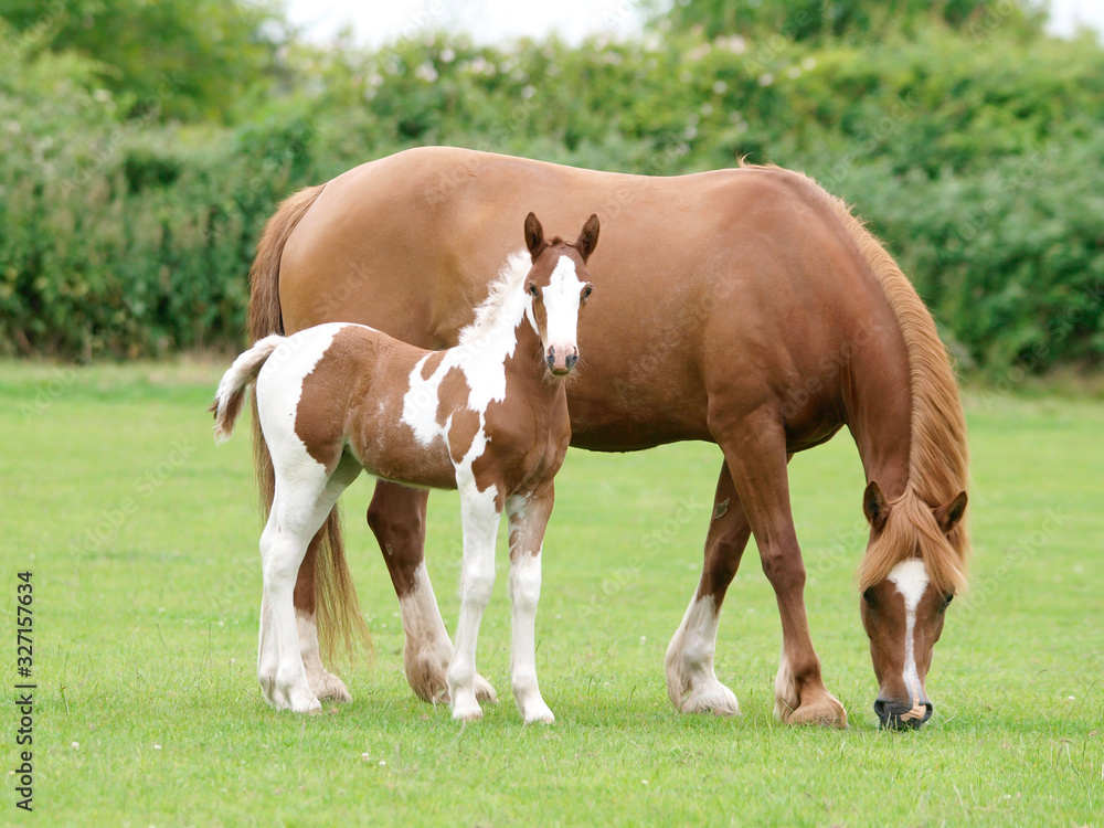 Beautiful Mare and Foal