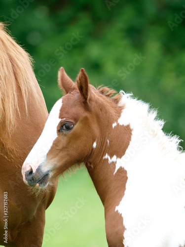 Beautiful Mare and Foal