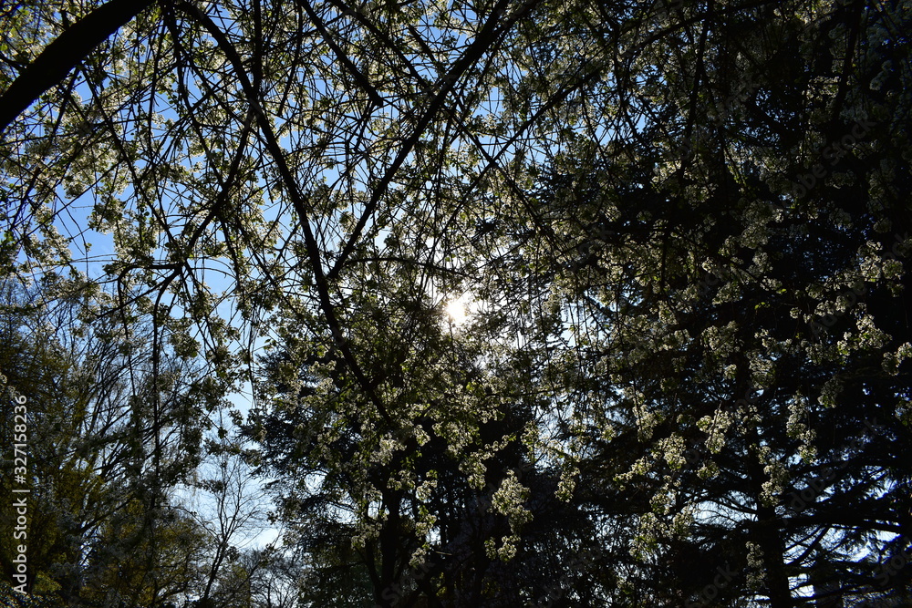 Baum von unten Baum von unten