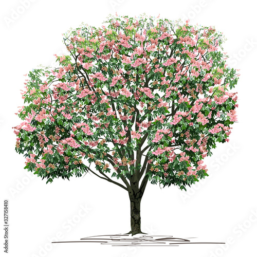 Chestnut (Castanea L.) tree with pink flowers