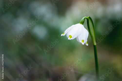 Beautiful spring snowflake (Leucojum vernum) copyspace © Melanie