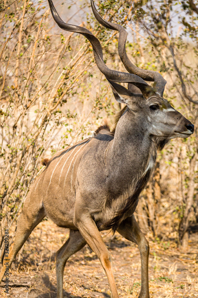 Kudu