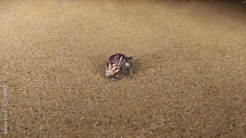 Hermit crab, Diogenes sp. Hermit or diogenes crab in a beautiful gastropod shell as dwelling with water. South coast of Sri Lanka photo