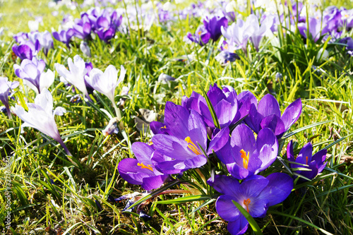 pink crocusses in meadow, copy space photo