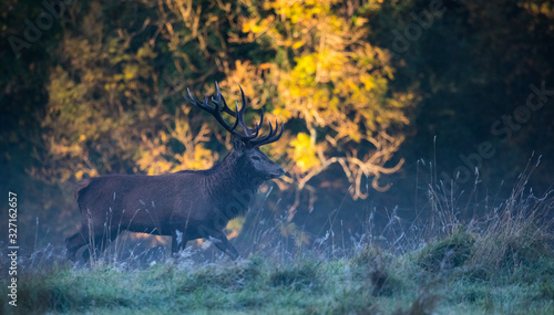 Red stag deer walking through a frosty meadow at sunrise in Killarney national park © Gabriel Cassan