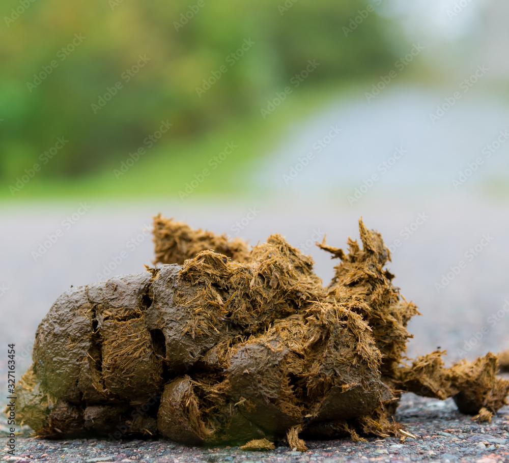 Fototapeta premium Pile of wet, fresh horse manure on a paved road. Low angle closeup view.