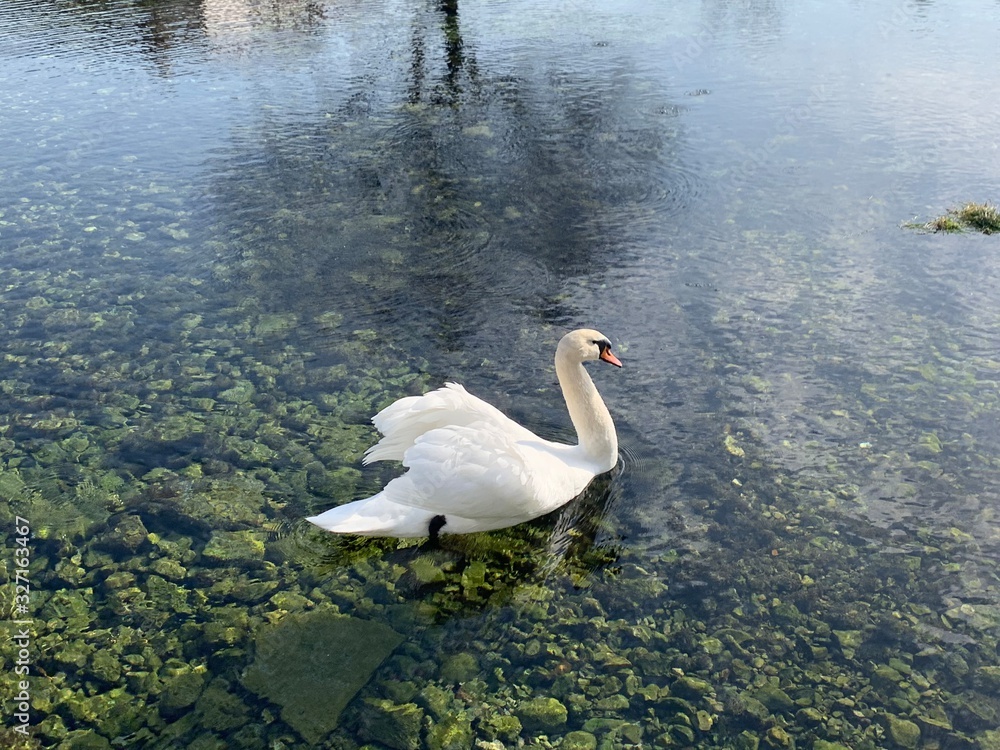 Fototapeta premium swan on lake