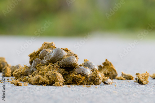 Pile of wet, fresh horse manure on a paved road. Low angle closeup view. photo