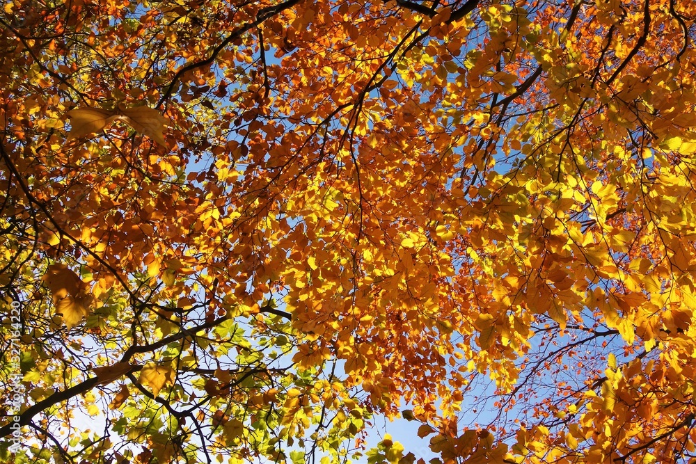 Colourful Autumn Leaves.