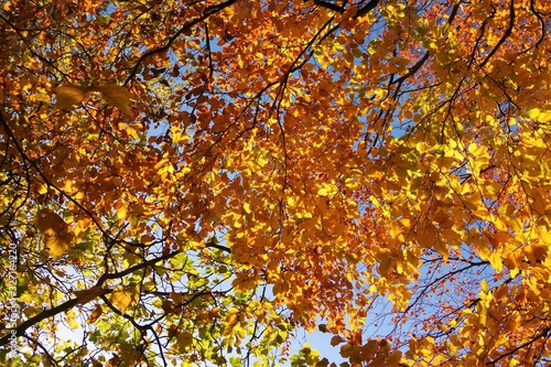 Colourful Autumn Leaves.