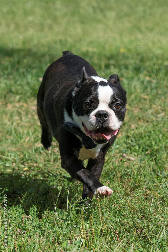 Boston Bulldog Playing and Running