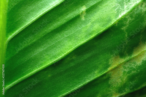 Closeup details of green leaf texture