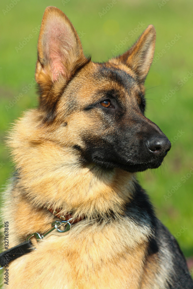 Deutscher Schäferhund Deutscher Schäferhund