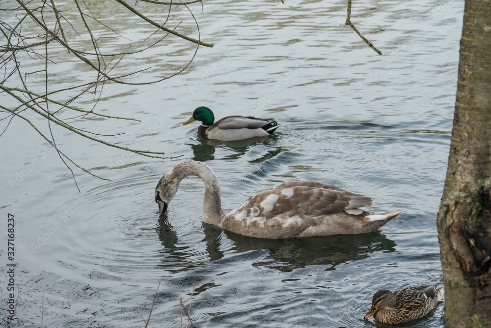 Obraz premium Jungschwan