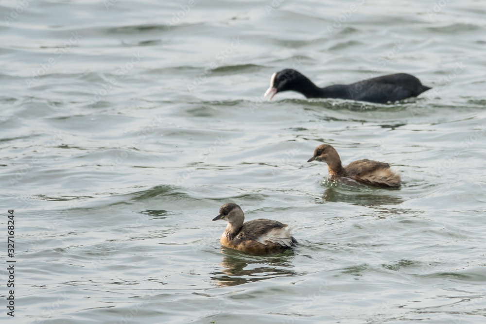 Fototapeta premium Zwergtaucher