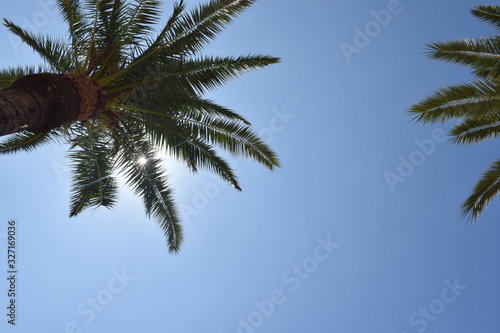 Palm trees on a sunny day