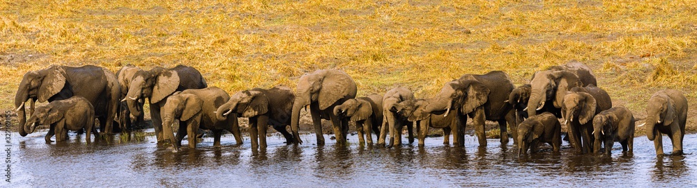 Fototapeta premium Elefant
