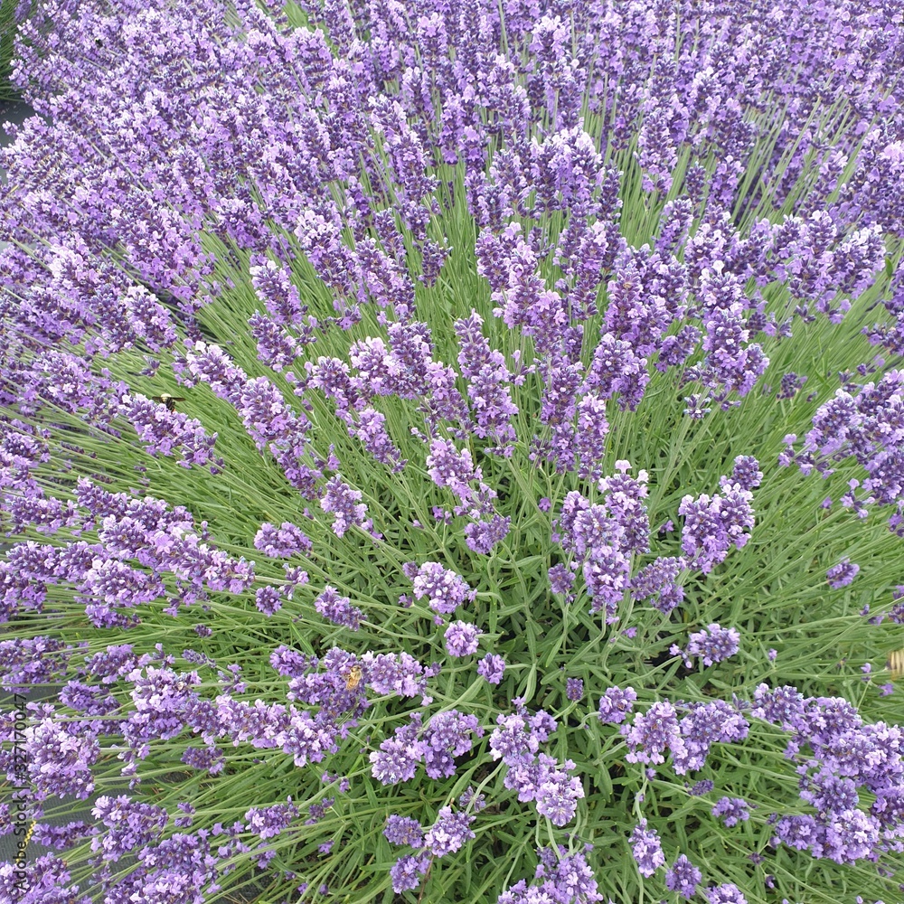 Beautiful royal velvet lavender