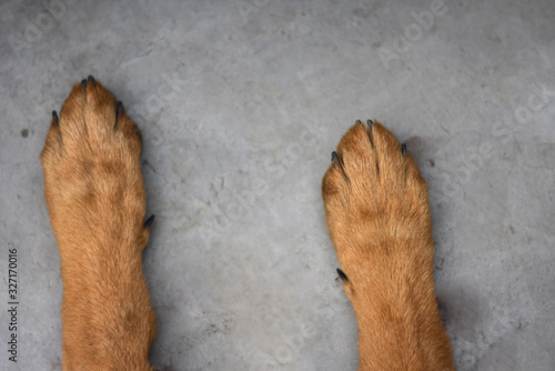 closeup of a paws of german shepherd dog puppy, on the floor, Dog Paw