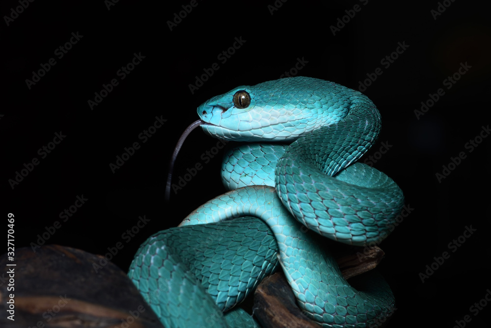 Fototapeta premium viper snake animal wild colorfull