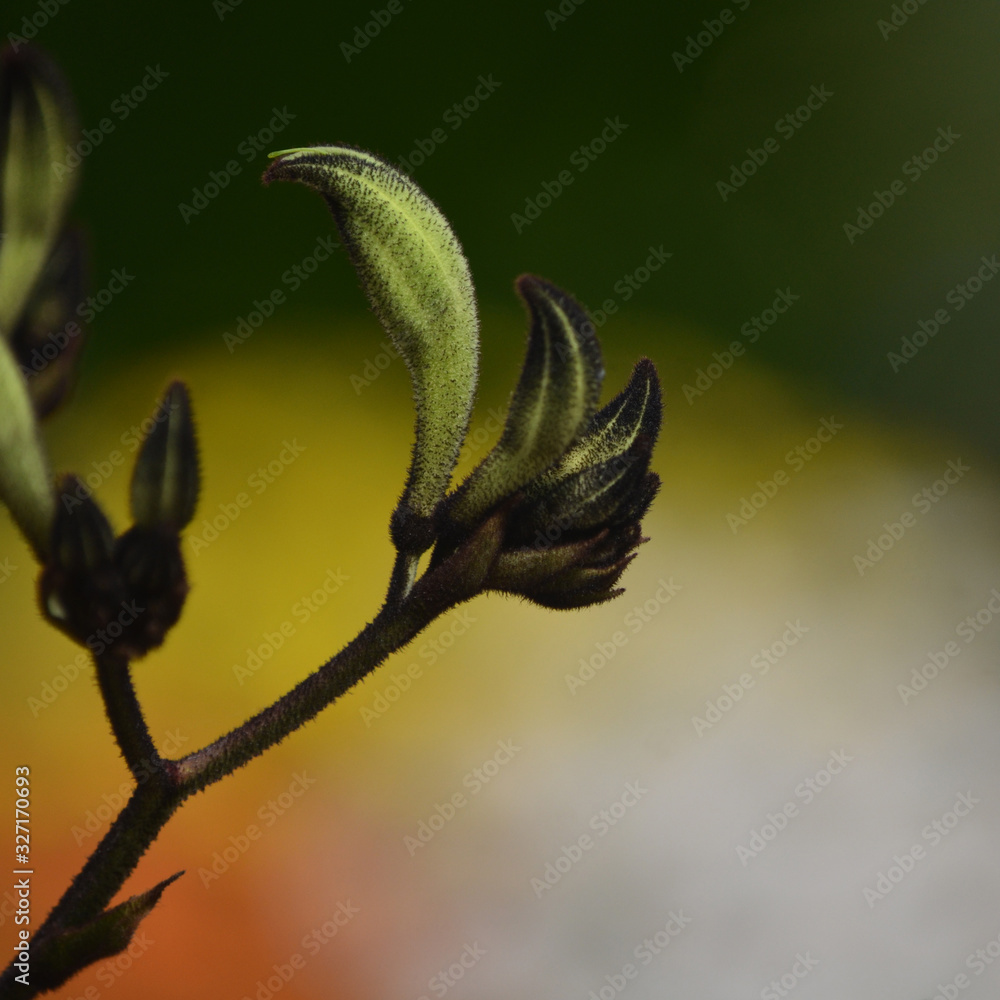 Foto de Australian native Black Kangaroo Paw flowers, Macropidia