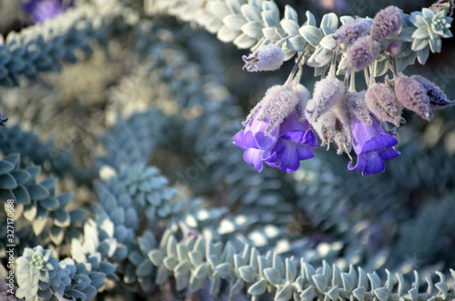 Purple flowers and grey foliage of the Australian native Woolly calyxed Eremophila, Eremophila lachnocalyx. Member of the figwort family Scrophulariaceae. Endemic to Western Australia.