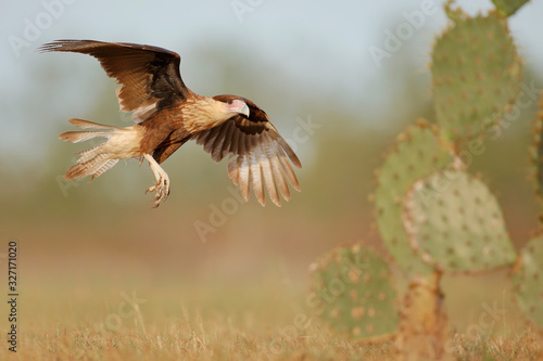 Northern Crested Caracara (Caracara cheriway) flying, Texas, USA © Wilfred