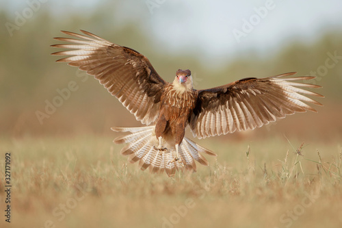 Northern Crested Caracara (Caracara cheriway) flying, Texas, USA © Wilfred