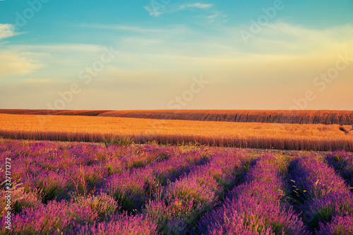 Lavender field at sunset. Great summer landscape.