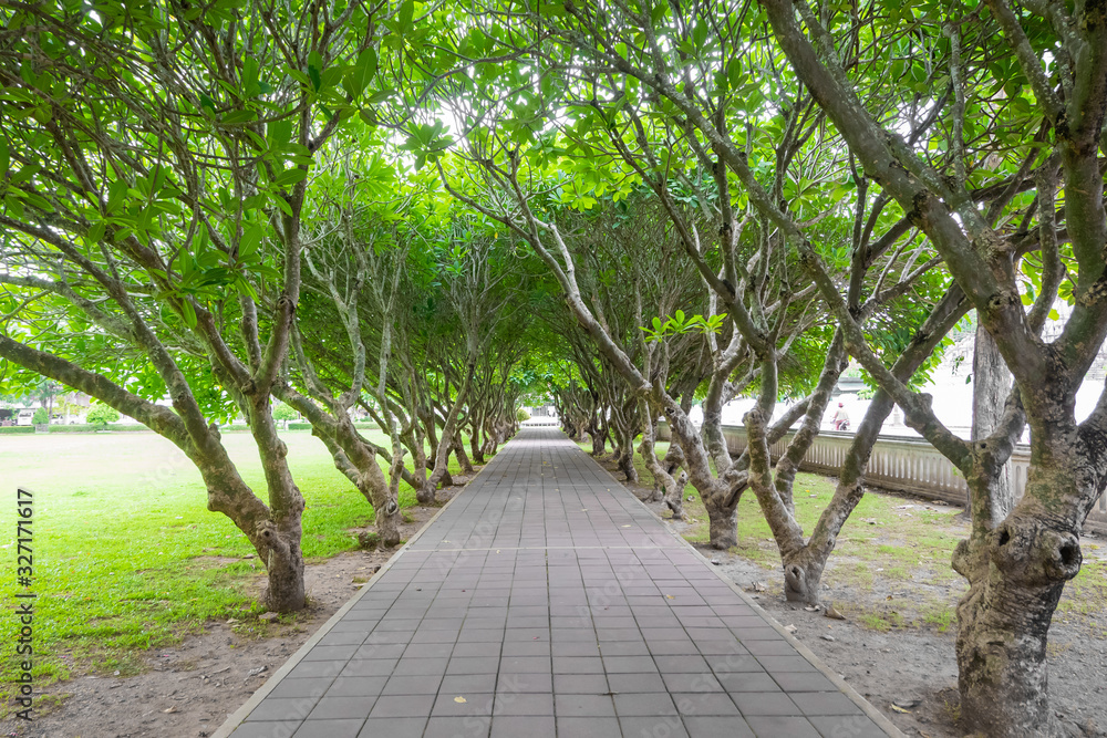 Fototapeta premium view background of tree in the park on weekend,soft focus